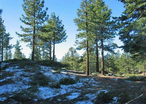 1173 Timber Lane image 5